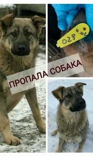 Метис
