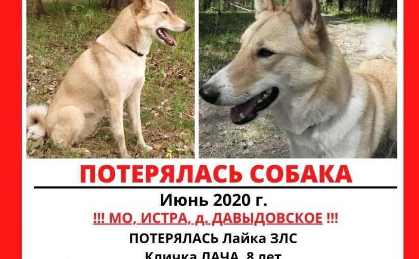 Лайка ЗСЛ