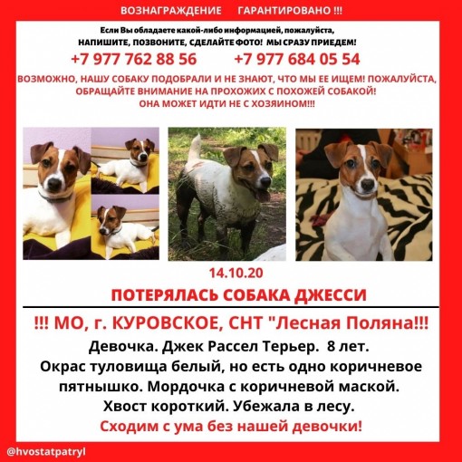 Джек Рассел Терьер 1