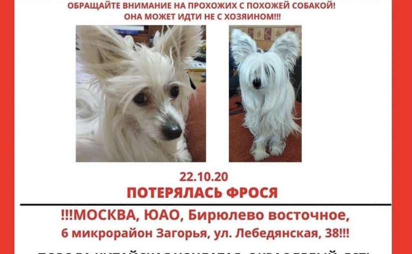 Китайская хохлатая