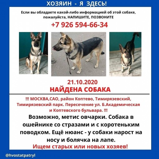 Метис овчарки 1