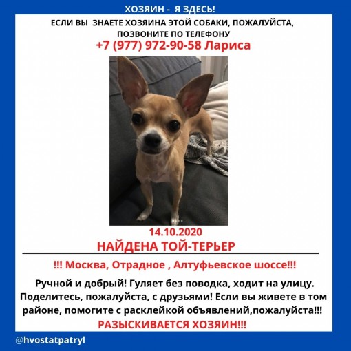 той-терьер 1