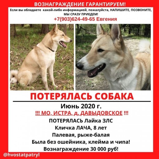 Лайка ЗСЛ 1