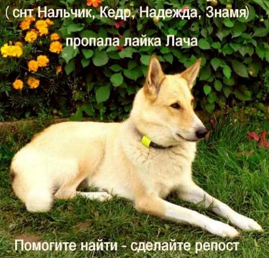 Лайка ЗСЛ