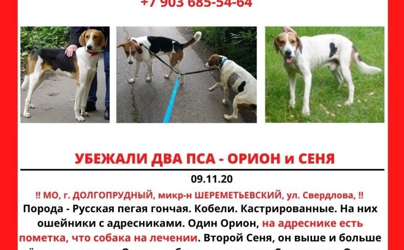 Русская пегая гончая
