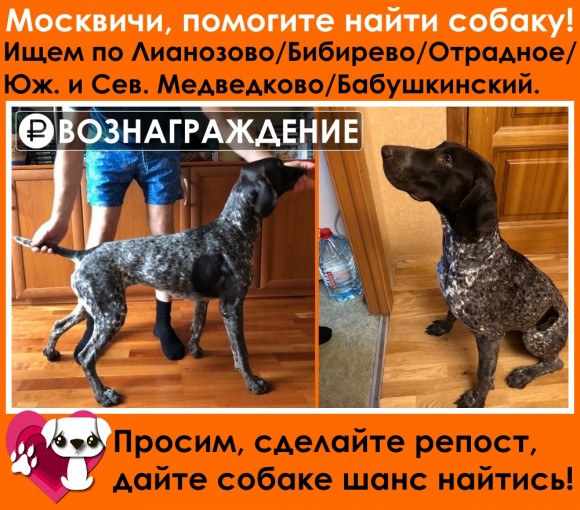 Курцхаар 1
