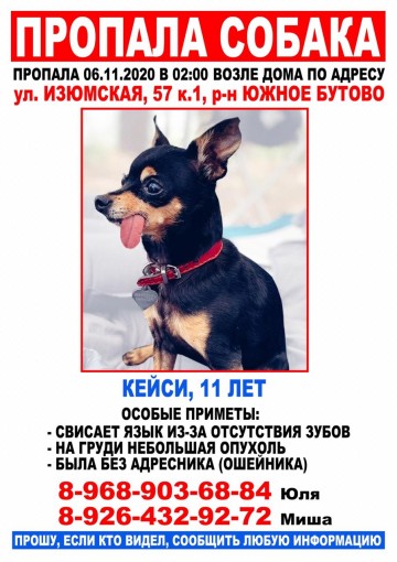 Той-терьер 1