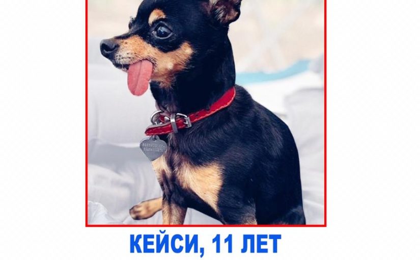 Той-терьер