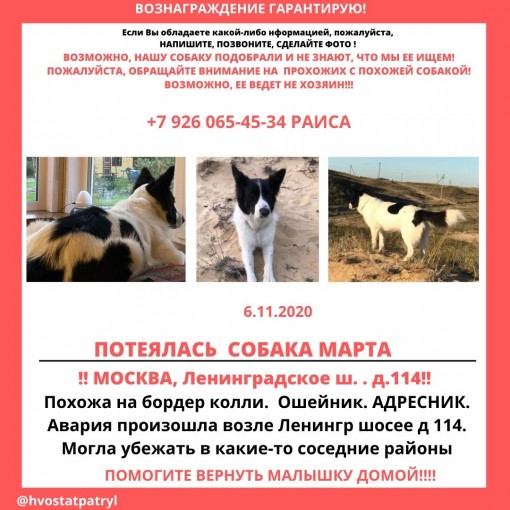 Метис бордер-колли 1