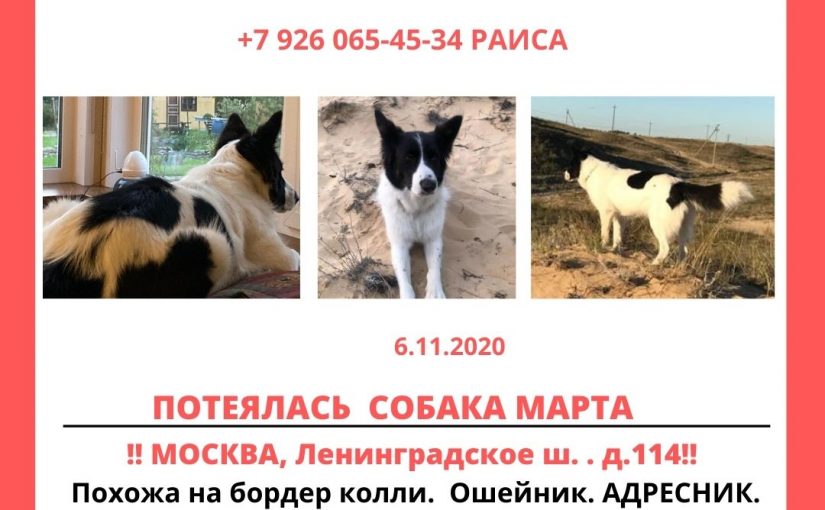 Метис бордер-колли