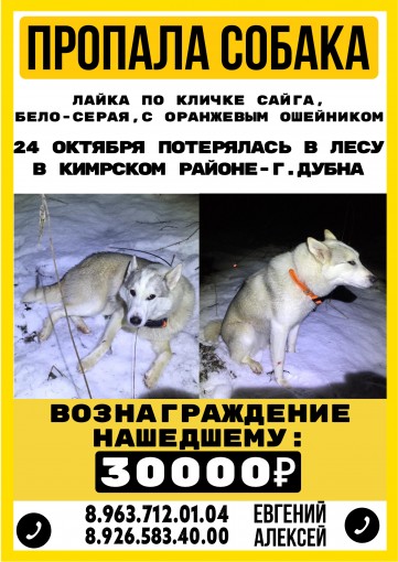 Западно-сибирская лайка 1