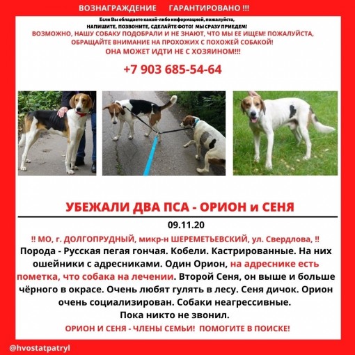 Русская пегая гончая 1