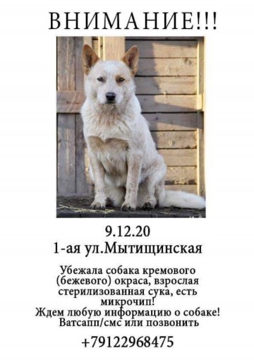Австралийский хилер 1