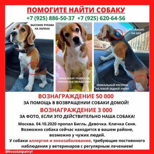 Бигль 1
