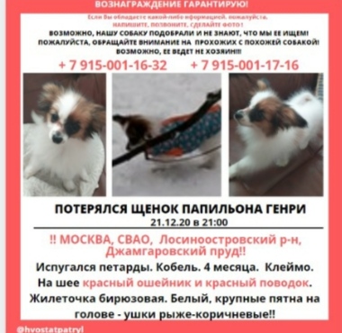 Папийон 1