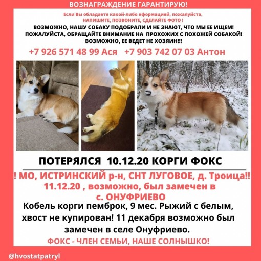 корги 1