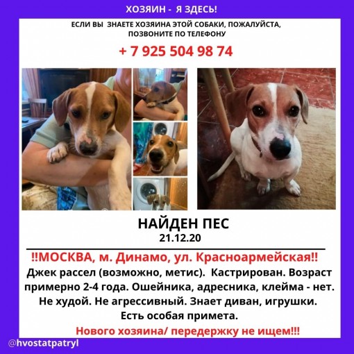 Найден джек рассел терьер 1