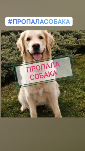 Золотистый ретривер