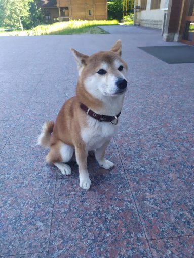 Сиба ину 1