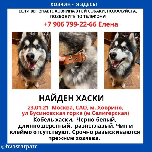 Хаски 1
