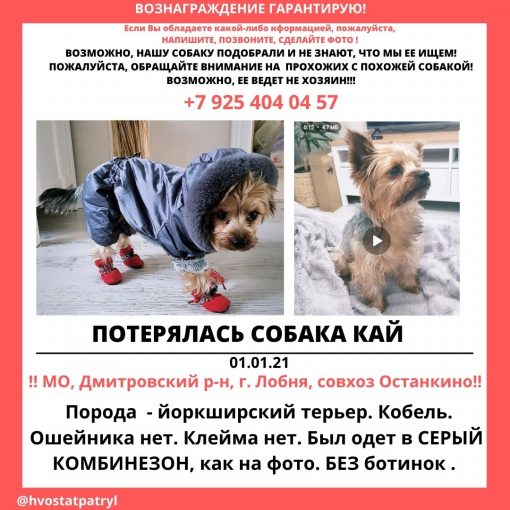 Йоркширский терьер 1