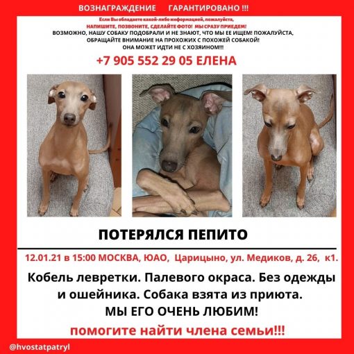 Левретка 1