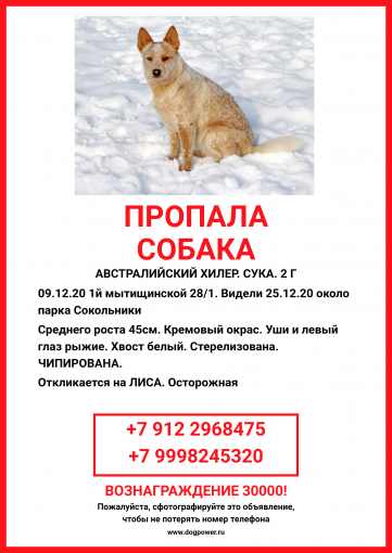 Австралийский хилер 1
