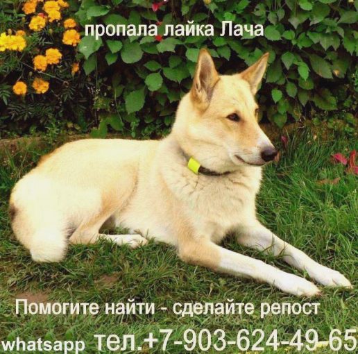 Лайка ЗСЛ 1