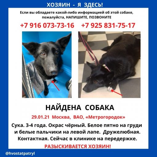 Беспородная 1