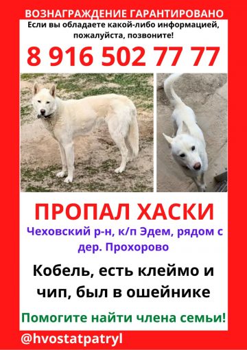 Сибирский Хаски 1