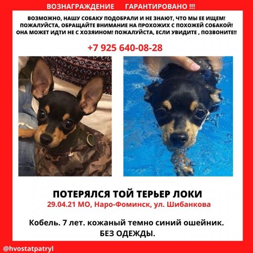 Той-терьер 1