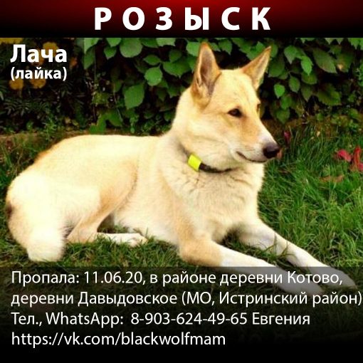Лайка ЗСЛ 1