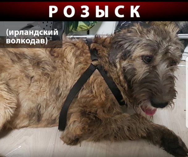 Ирландский волкодав 1