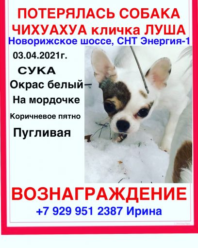 Чихуахуа 1