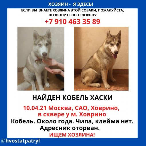 Хаски 1
