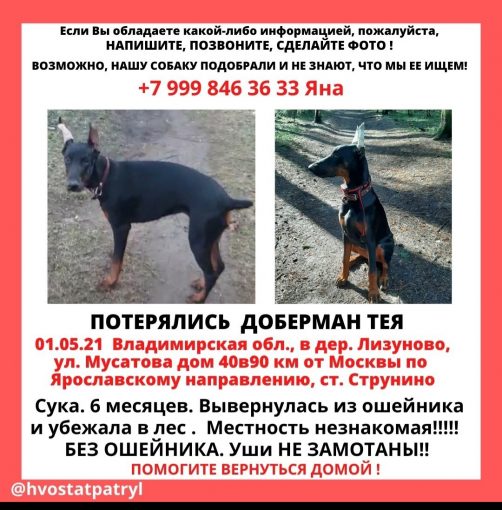 Пропала собака доберман 1
