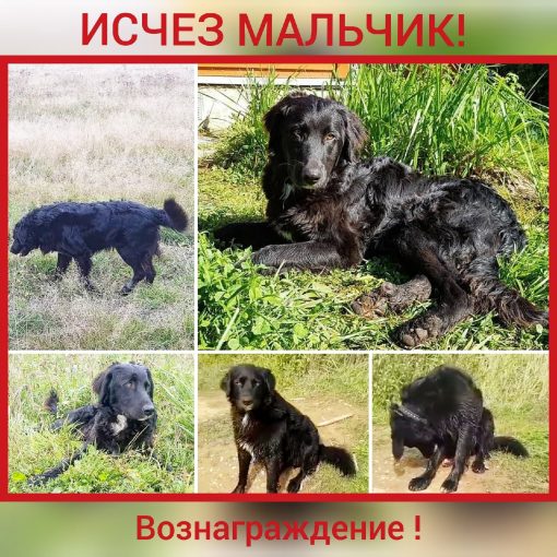 Метис лабрадора-сеттера 1