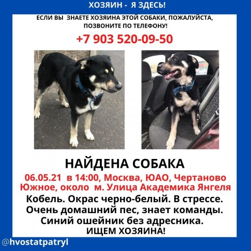 Непонятная порода 1