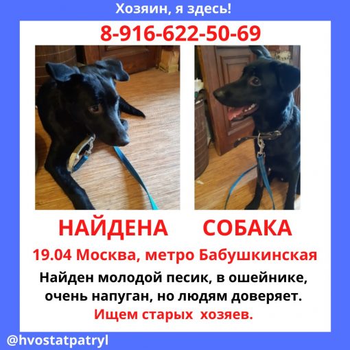 Метис, скорее всего 1