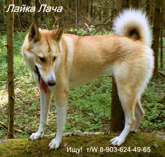 Лайка ЗСЛ 1