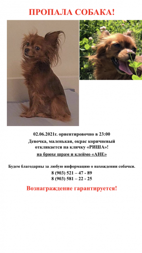 Русский той терьер 1