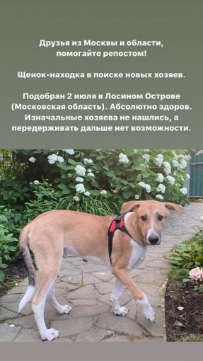 Русская гончая 1