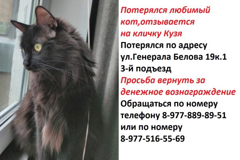 Беспородный