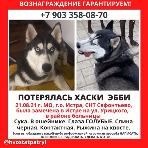 Сибирский хаски