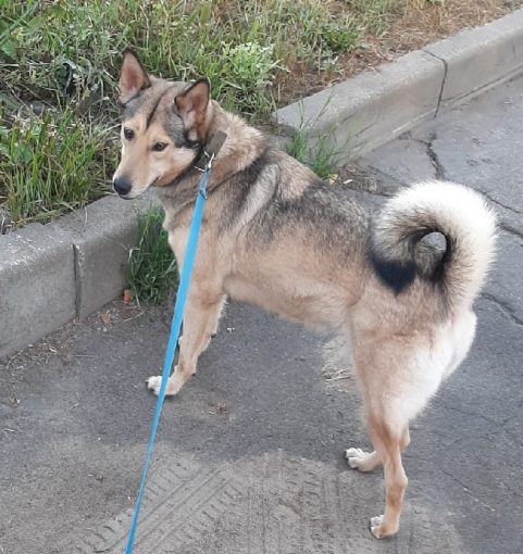Лайка метис 1