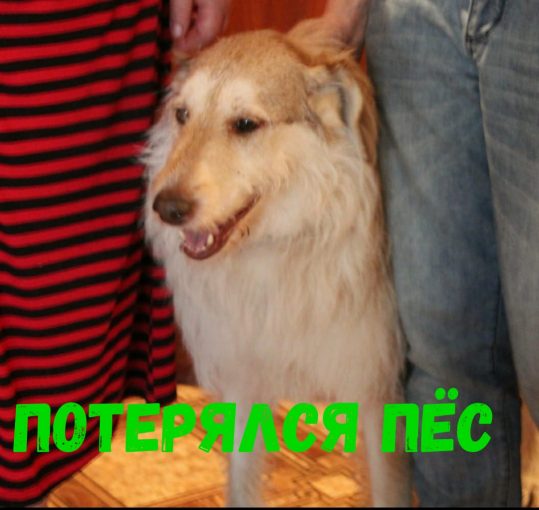 Потерялся Пес 1