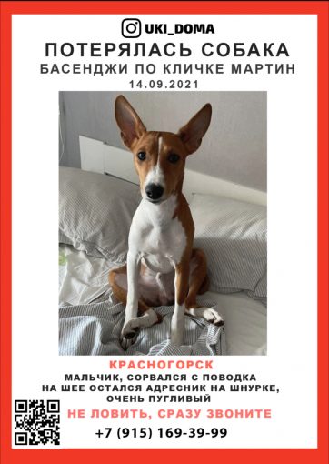 Басенджи 1