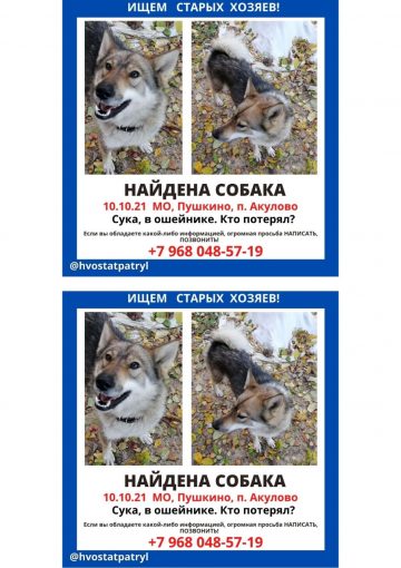 Лайка 1