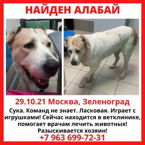 Алабай 1