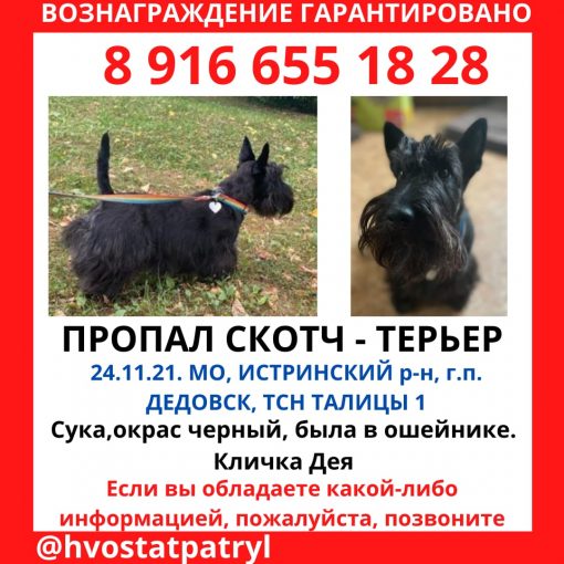 Скотч-терьер 1